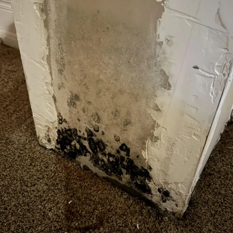 Professional Mold Removal in DeKalb County, GA